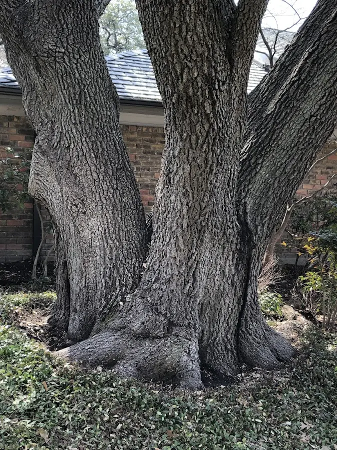 Mature heritage tree close to a Alma property cared for by certified arborists